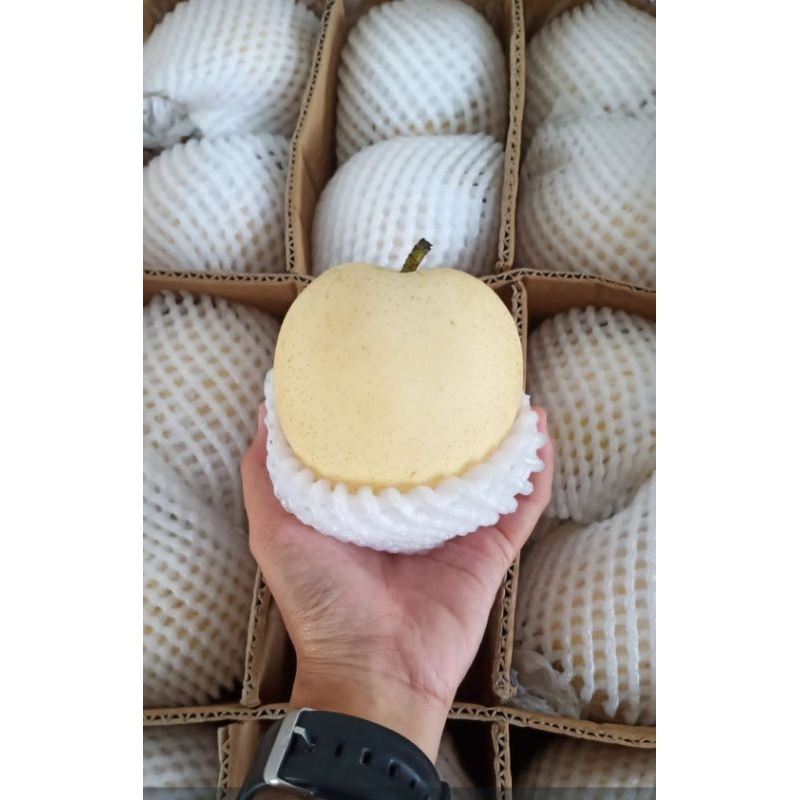 

Pir Pear Century Segar dan Berkualitas Termurah Terbaik 1Kg Cibinong
