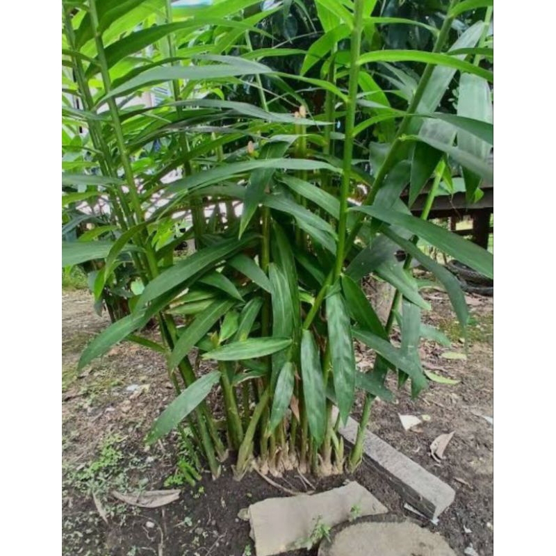 

Bangle/panglay,250gram