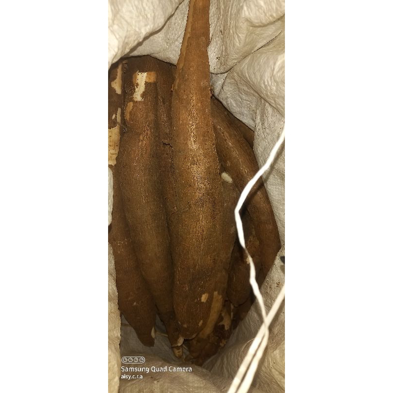 

SINGKONG/UBI POHON/POHONG PERKILO