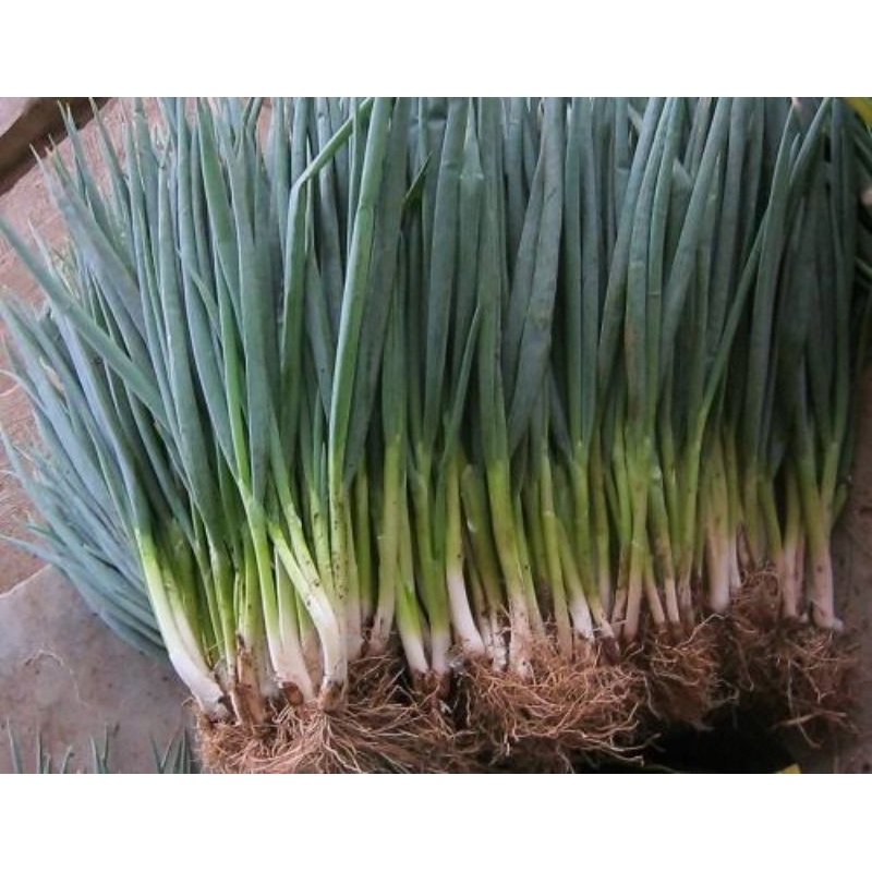 

daun bawang fresh termurah 250 gr 500 gr 1 kg