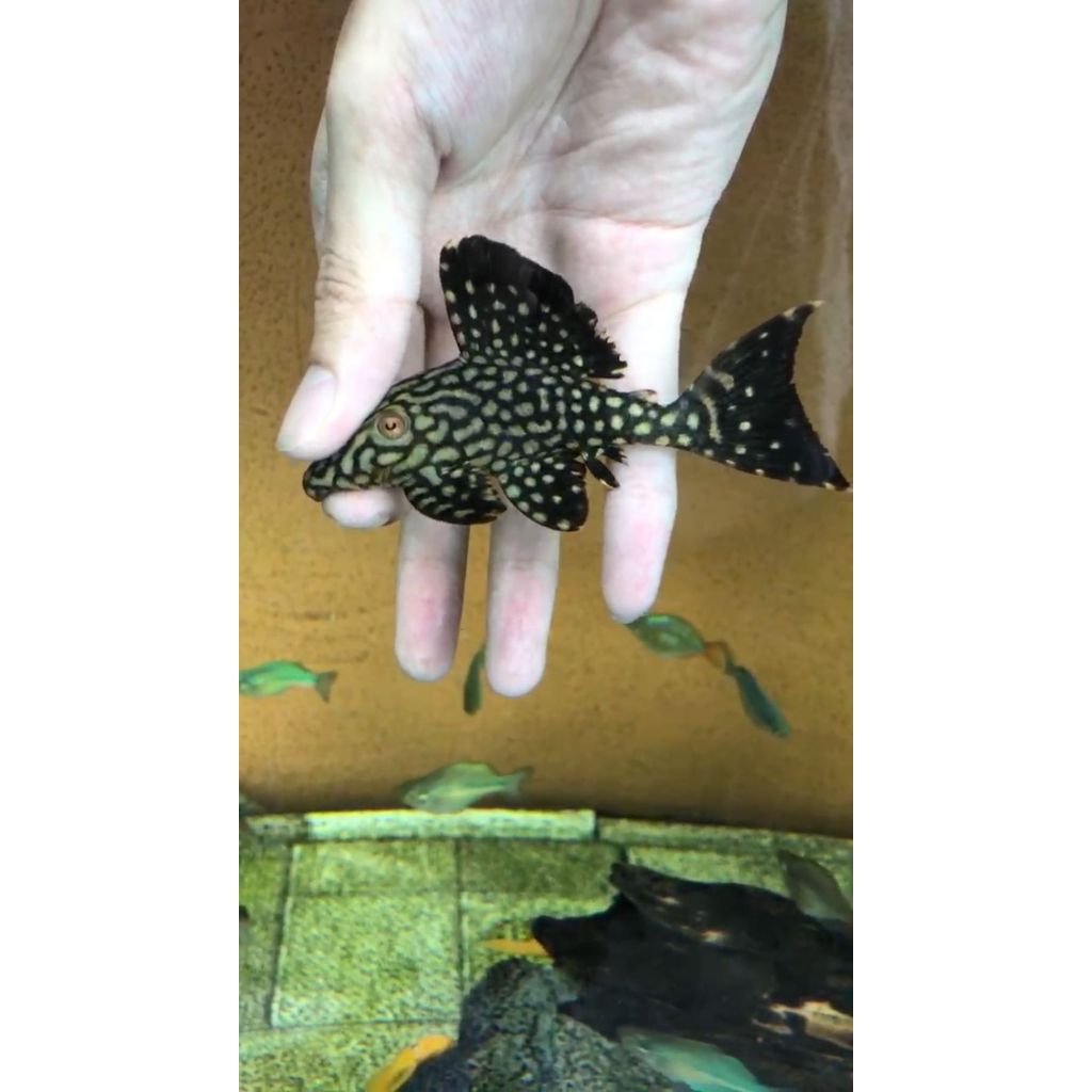 Pleco L330 Watermelon (Panaque cf nigrolineatus) size 10cm