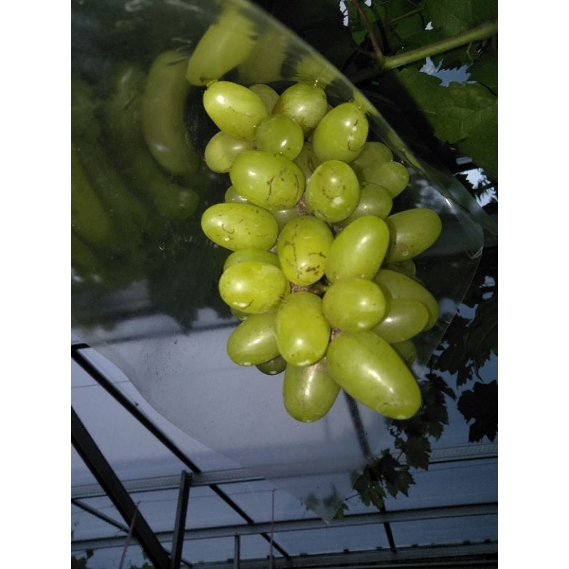 

semi indukan bibit anggur tinggi 2,5 - 3 meter