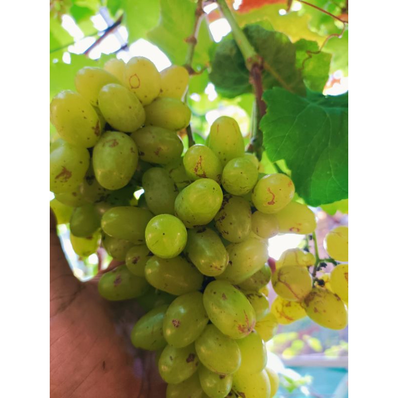 

bibit anggur import catton candy