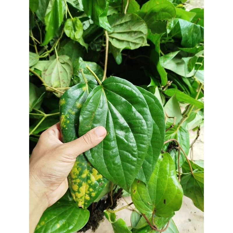 

Daun sirih herbal 100 lembar terbaik