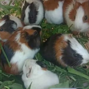 MARMUT INDUKAN HIDUP LOKAL AMERICAN GUINEA PIG [MINIMAL ORDER 1 EKOR]