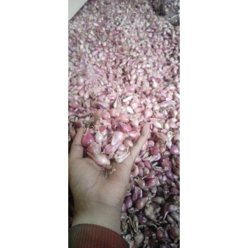 

Bawang Merah Campuran Besar Kecil 1 Kg