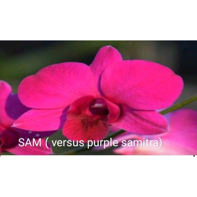 Anggrek dendrobium id SAM
