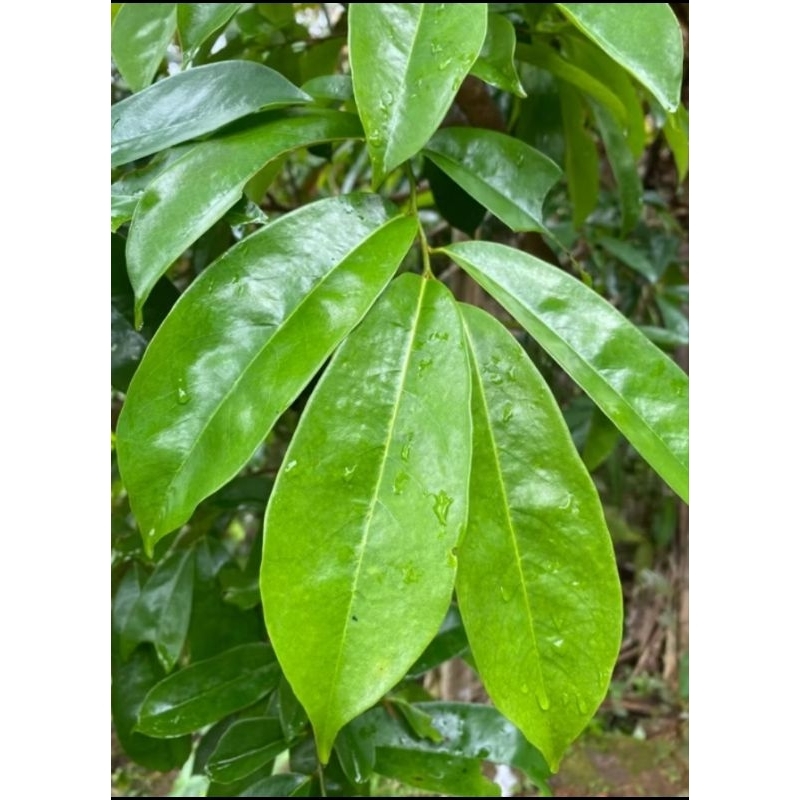 

100 LEMBAR DAUN SIRSAK BASAH SEGAR ASLI TERMURAH TERLARIS