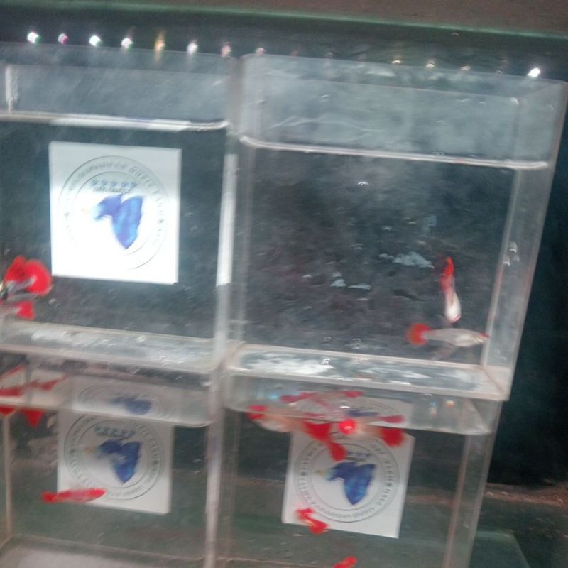 

stiker prtde ribbon