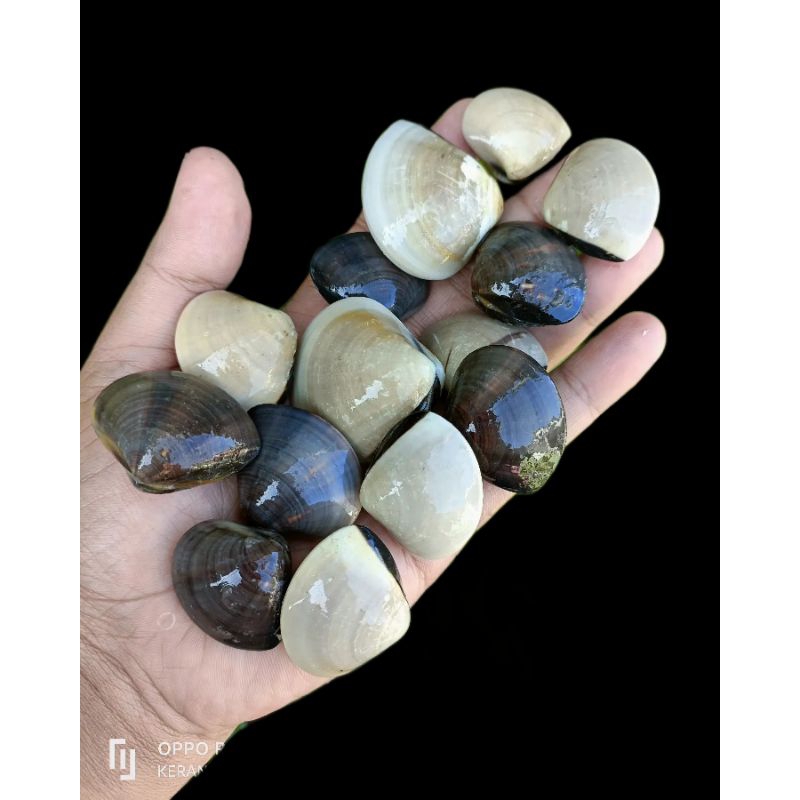 

Kerang Tahu / Kepah Frozen 1kg | Kerang Kepah Besar 1 Kg