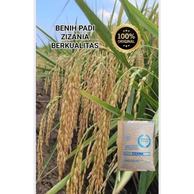 BENIH BIBIT PADI ZIZANIA UNGGUL KEMASAN 1KG GABAH BERKUALITAS ORIGINAL