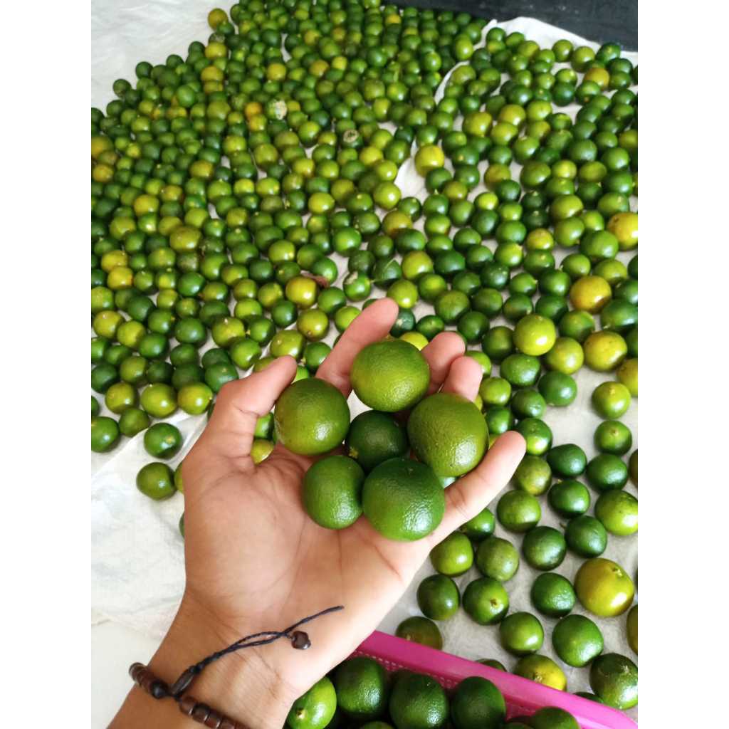 

Jeruk Kasturi Lemon cui/Jeruk peras 10KG/Jeruk Kunci/Jeruk Peras Sonkit UKURAN SEDANG