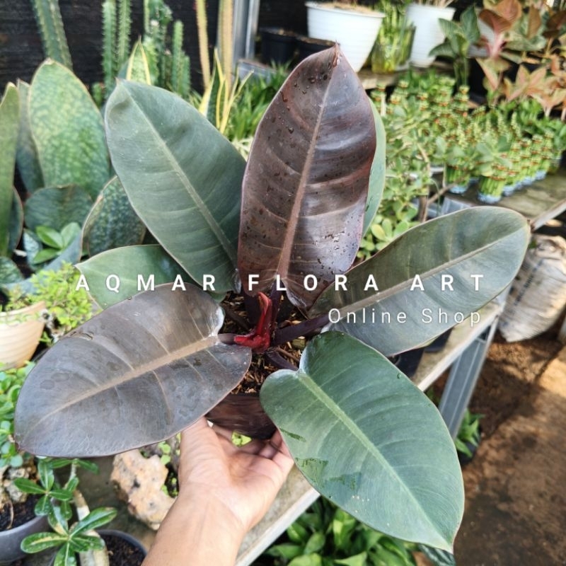 Tanaman Black Cardinal (Philodendron Black Cardinal)