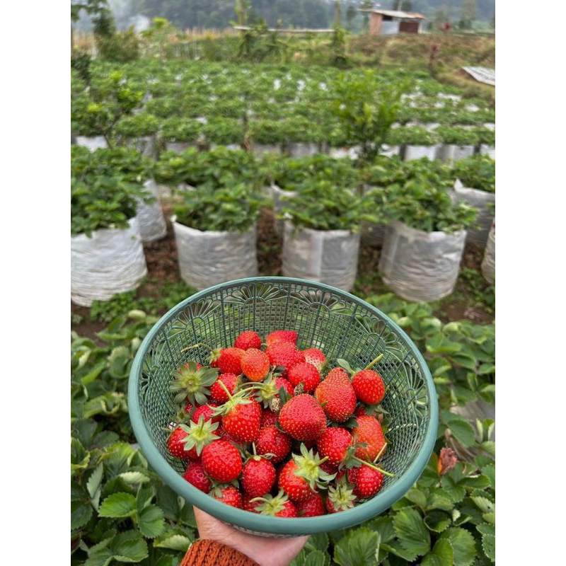 

Strawberry Asli Ciwidey 100 % Fresh Hasil Petik Kebun Sendiri Ukuran BIASA ( 1 KG )