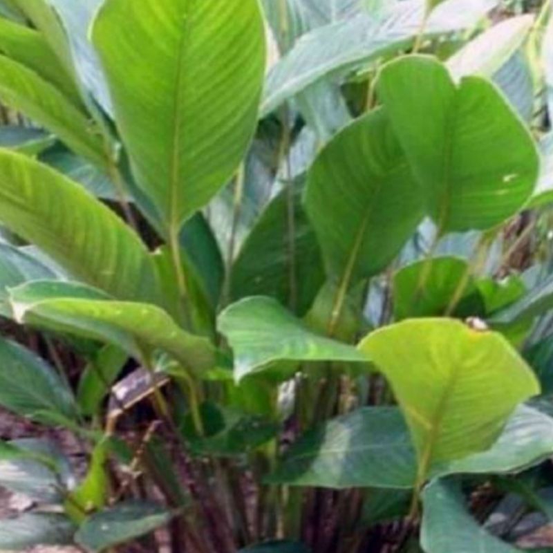 

Daun patat perlembar ukuran random