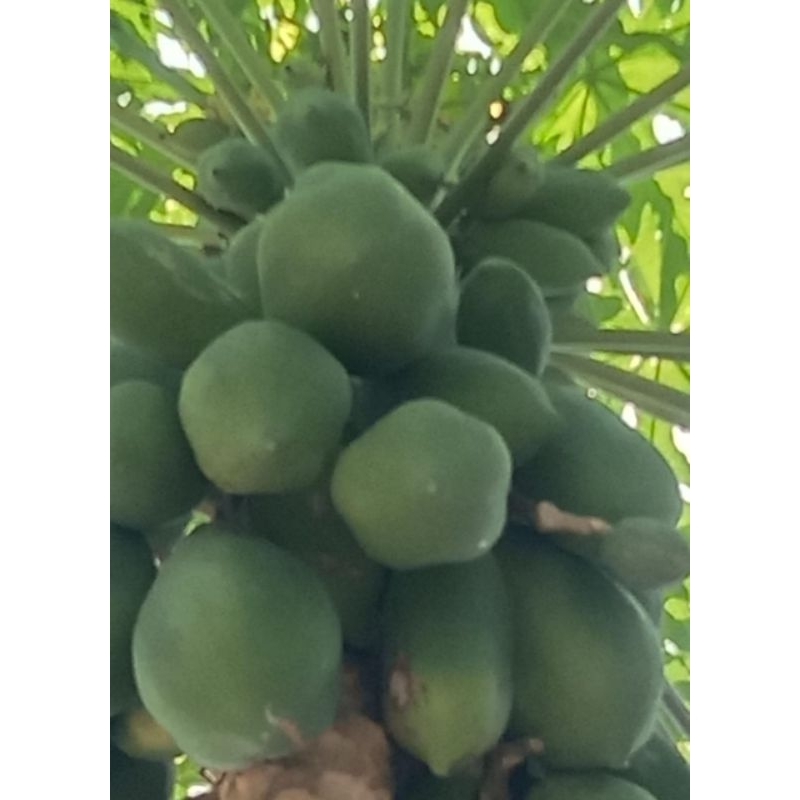 

pepaya mudah murah 1kg