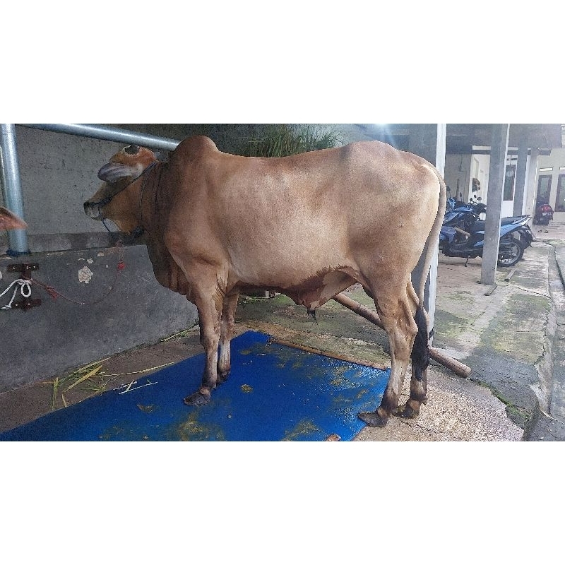 

Sapi Pegon Premium Sapi Kurban / Sedia Beragam Jenis Sapi Qurban