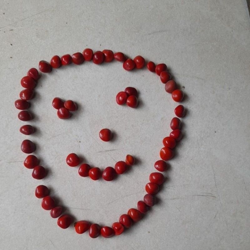 

kerajinan biji saga merah