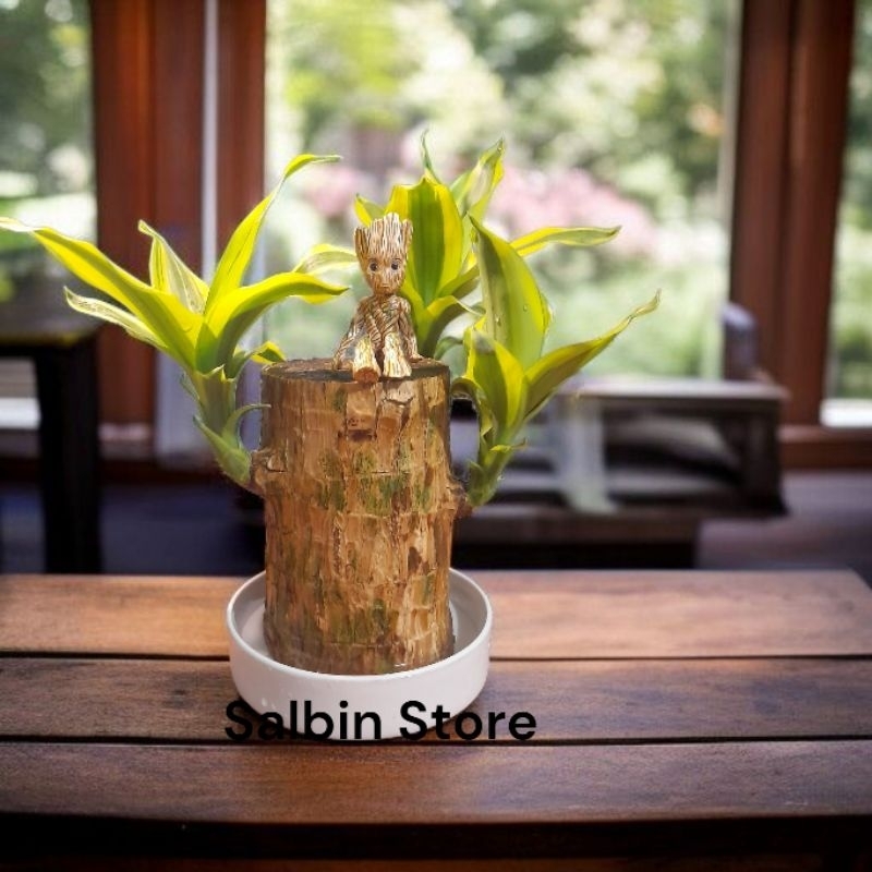 bonsai brazilian wood