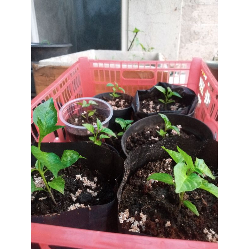 bibit cabe Carolina reaper sesuai pict