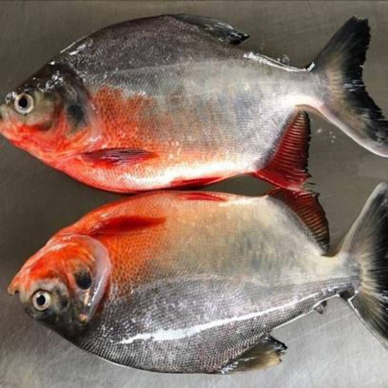 

IKAN BAWAL