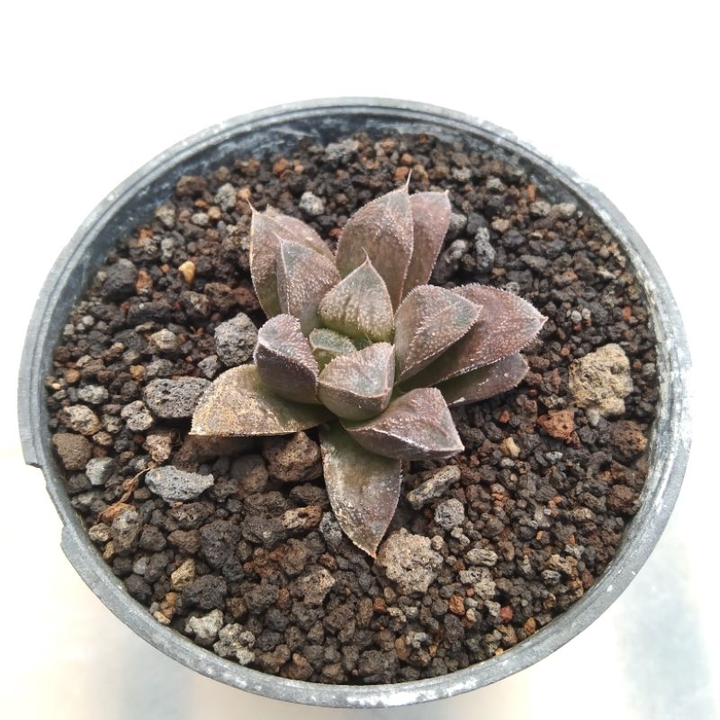 kaktus sukulen// haworthia hybrid coklat