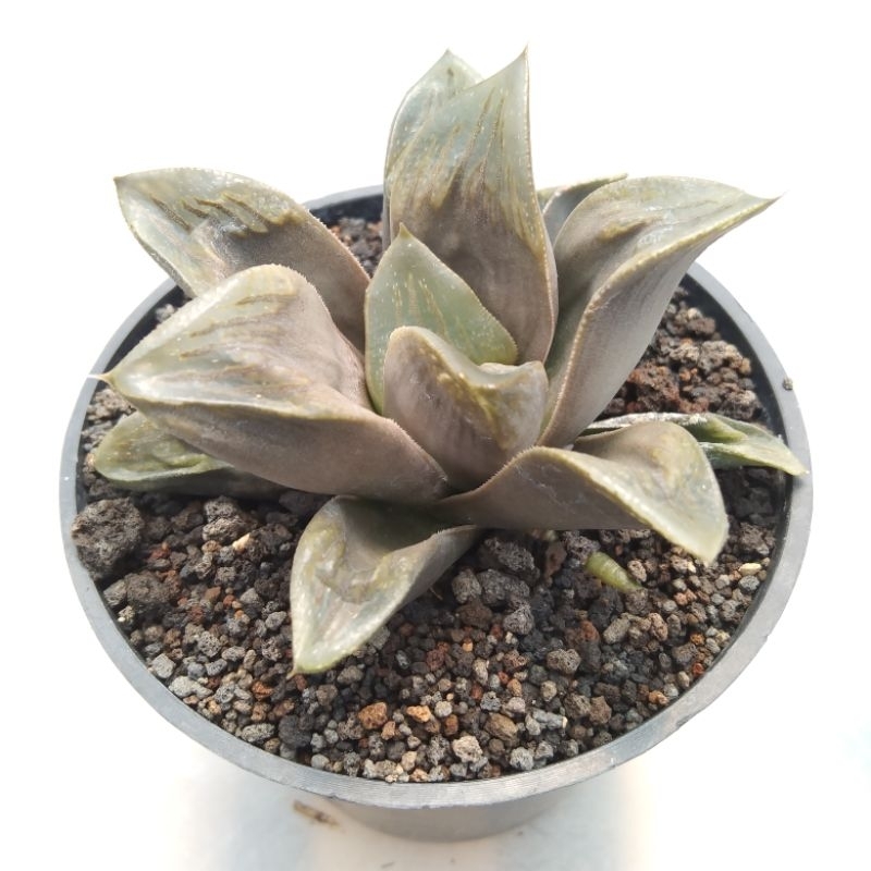 kaktus sukulen// haworthia coklat bening atas 15