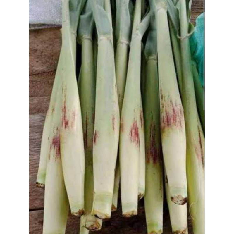 

terubuk sayur murah