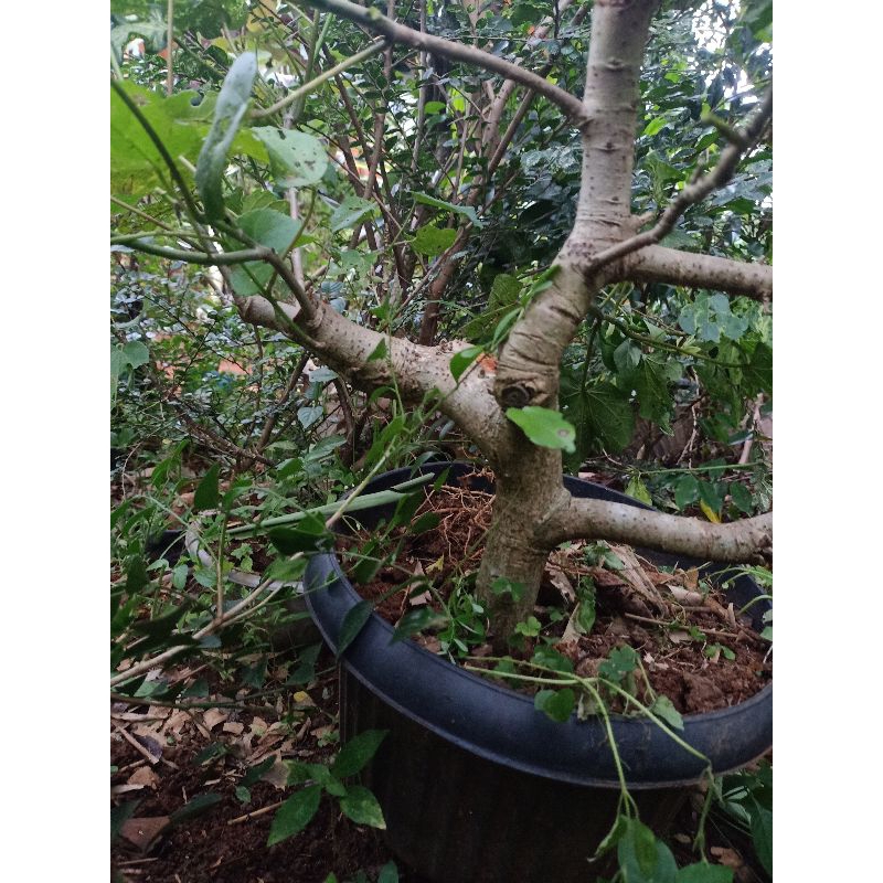 bahan bonsai waru wayang