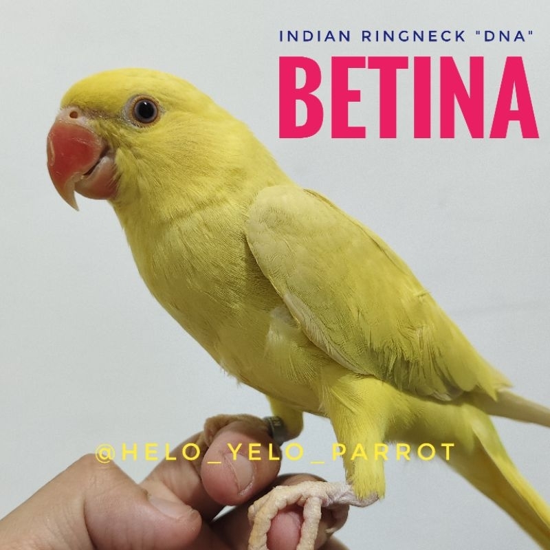 IRN / Indian Ringneck / Ring neck - PALLID