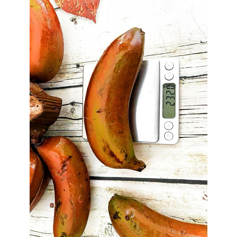 

pisang merah murah meriah beli 5 gratis 1 beli 10 gratis 3 bergaransi 1 biji berat 180 grm -200 grm