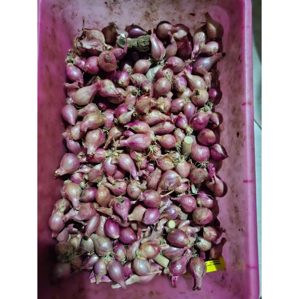 

BAWANG MERAH KECIL MURAH ASLI 1KG