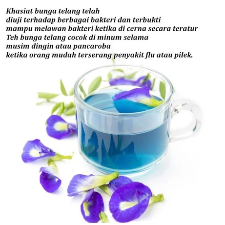 

Teh Bunga Telang Premium Isi 5 Celup Teh Kembang Telang Murni Teh Celup Murah Teh Telang Murah Original Teh Celup Daun Telang