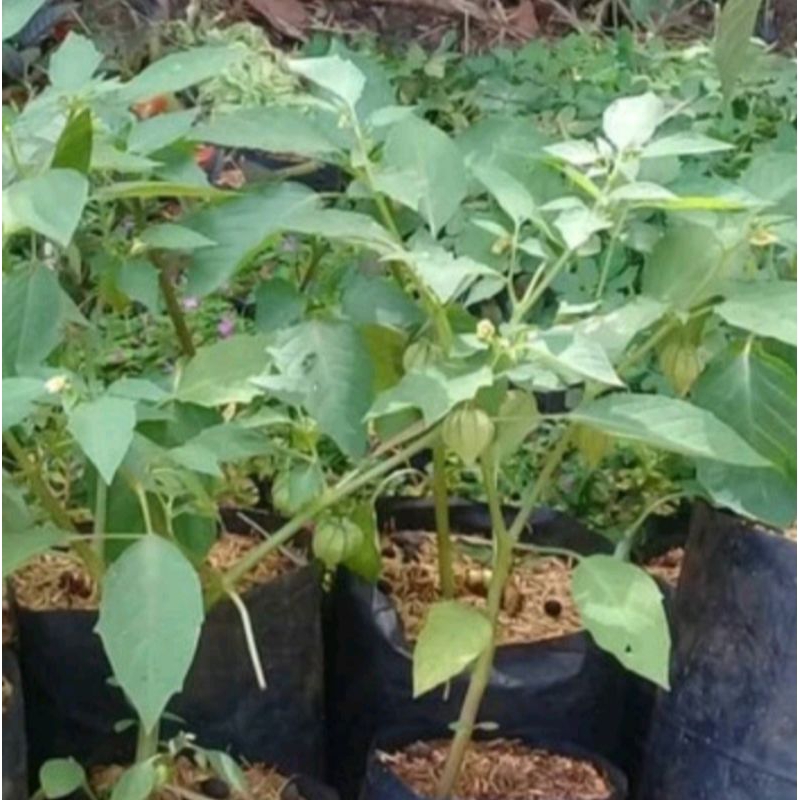 

TANAMAN CECENDET/CIPLUKAN FRESH PER 500GRAM