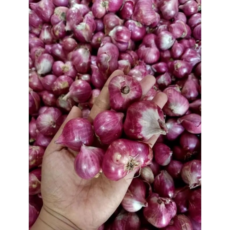 

Bawang Merah Probolinggo Tanggung Besar 1 kg