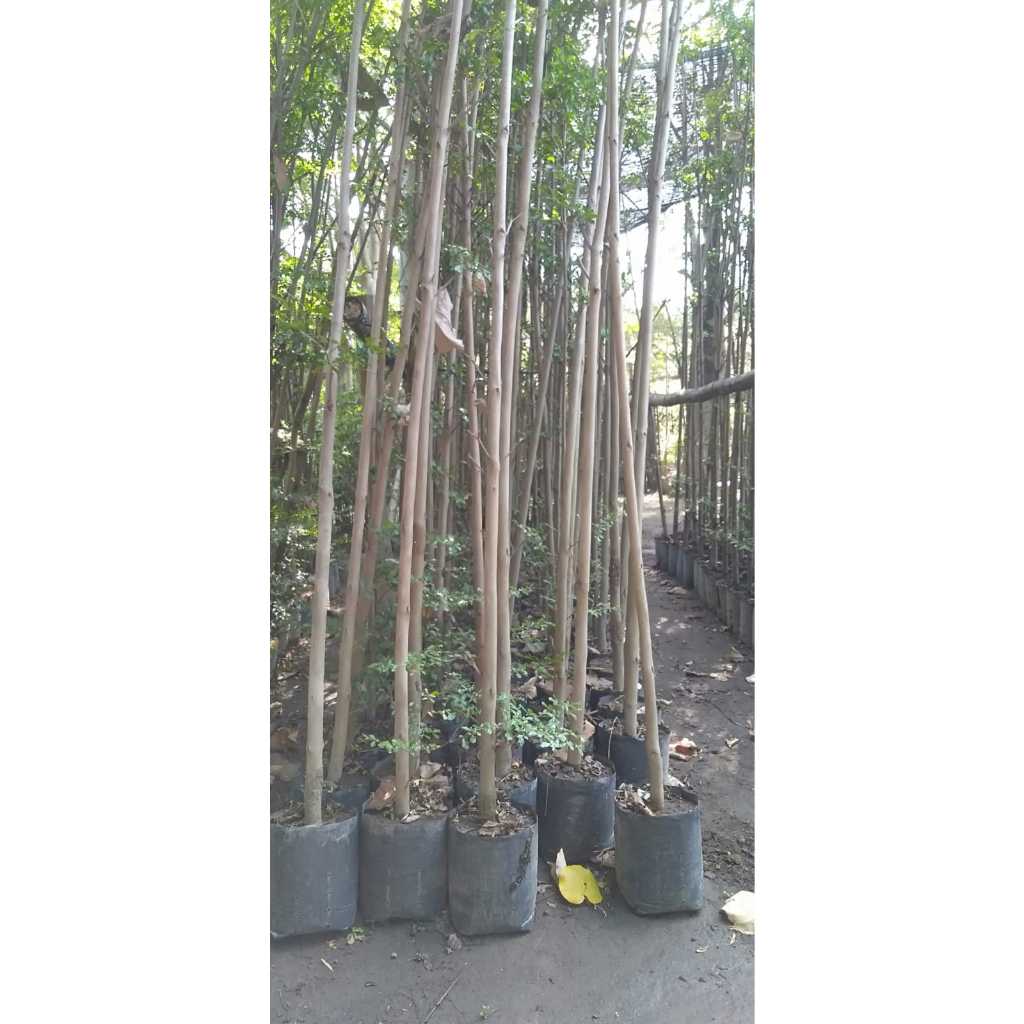 ketapang kencana 2 meter