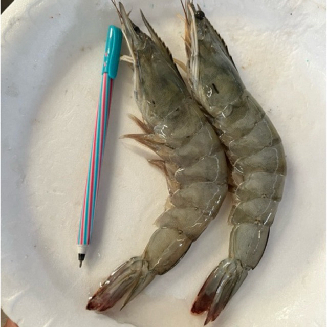 udang fresh super besar size25 bisa dikupaskan