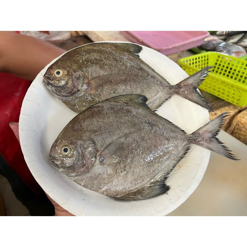 

ikan dorang hitam fresh dibersihkan
