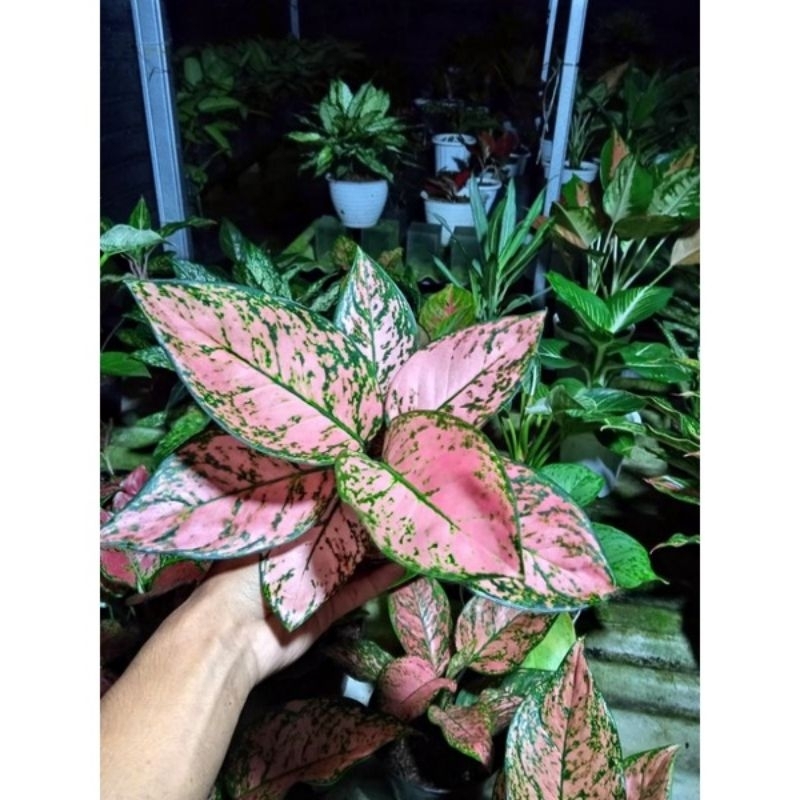 Promo COD tanaman hias aglaonema pink valentine - aglonema valentine - aglaonema - aglonema - aglaon