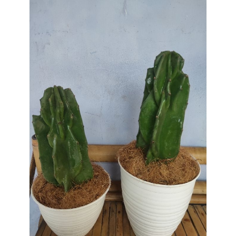 Promo COD tanaman hias indoor kaktus lilin - kaktus lilin - kaktus batu - tanaman indoor kaktus - ka