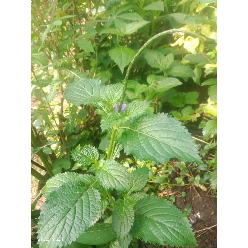 

daun pecut kuda segar/250gram