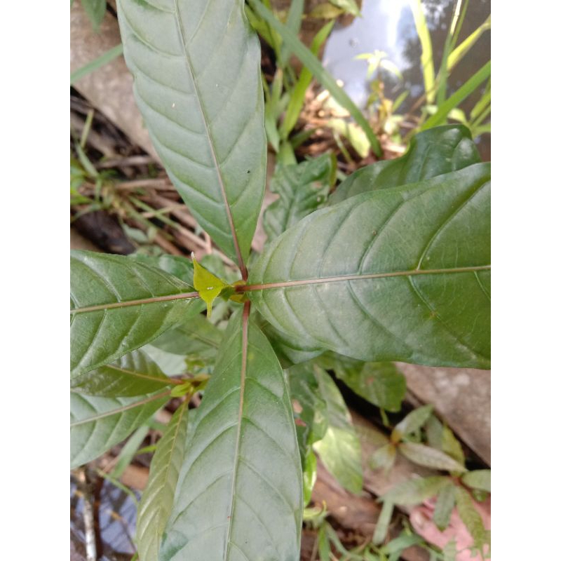 

daun Bangkal segar100 lembar