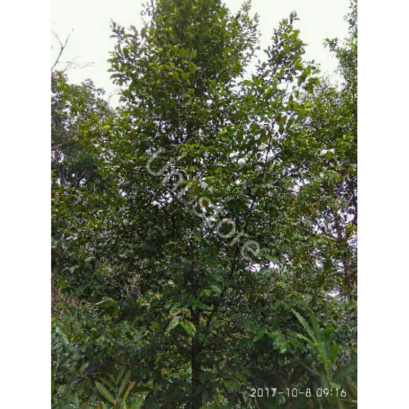 

buah pala masih peres dari pohon nyah di petik 1 kg