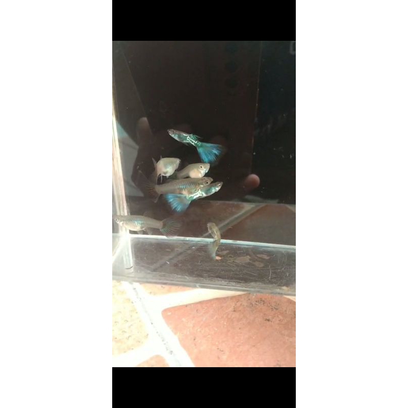 hiasan aquarium guppy mssbt