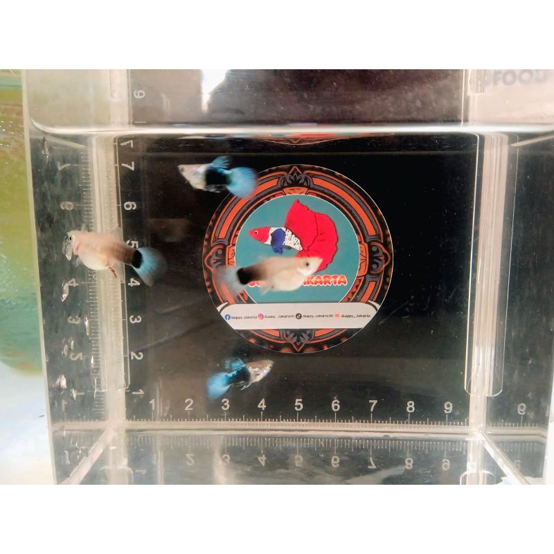 Pembersih Lantai HB Blue SB