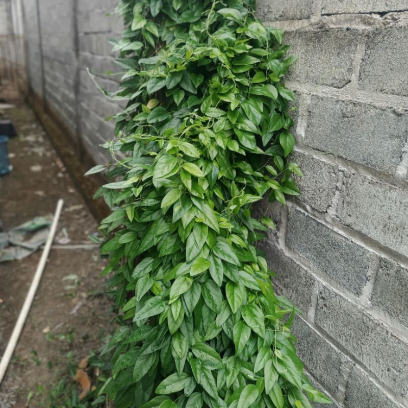 

daun cincau organik 100 lembar, cincau yelly, tidak getir