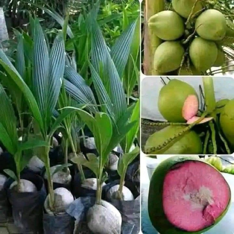 

Kelapa wulung akar pink