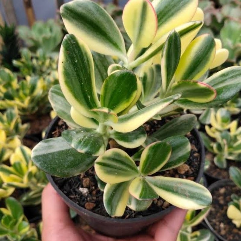 Tanaman hias jade plant varigata - Jade plant variegata