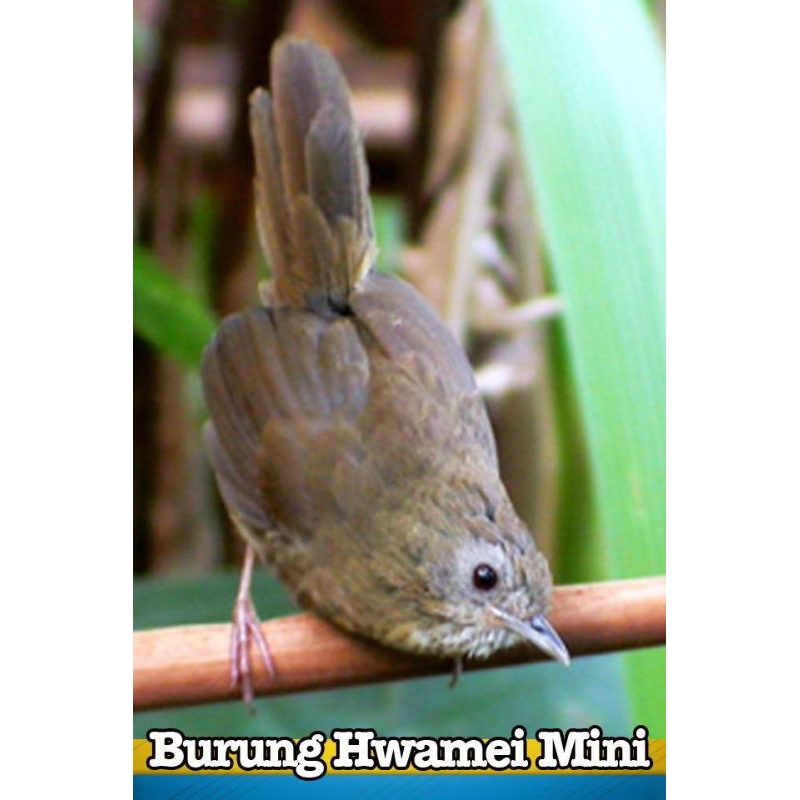 HWAMEI MINI (Wambi mini)