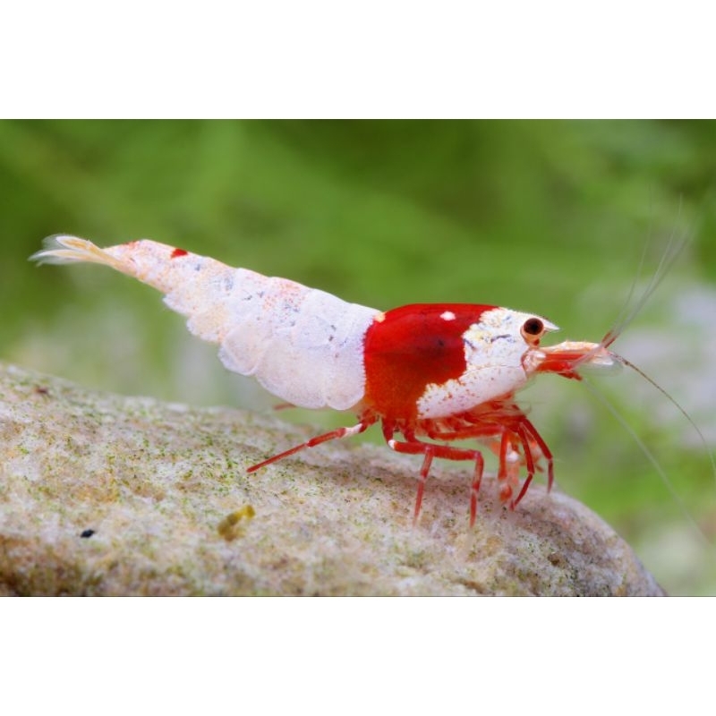 RED MOSURA AKSESORIS AQUARIUM UDANG HIAS AQUASCAPE